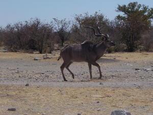 Kudu - Etosha National Park
