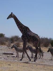 Marching To A Water Hole - Etosha National Park