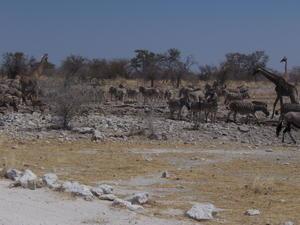 Busy Time At The Water Hole- Etosha National Park