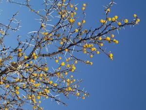 Thorns and Flowers - Etosha national Park