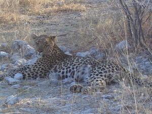 Sleepy Leopard- Etosha National Park
