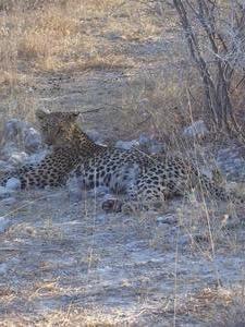  Leopard- Etosha National Park