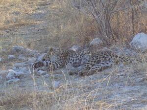  Sleepy Leopard- Etosha National Park