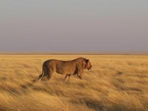 Lion - Etosha National Park