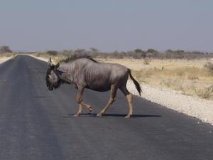 Wildebeest - Etosha National Park