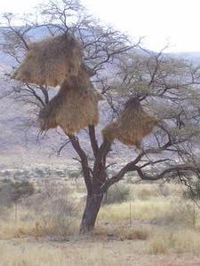 Giant bird's nests