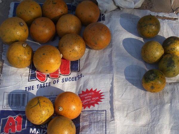 Monkey oranges for sale