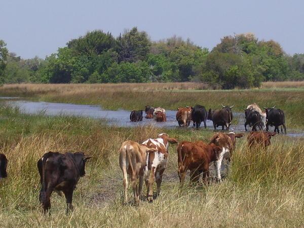 Cattle crossing - Okavango delta