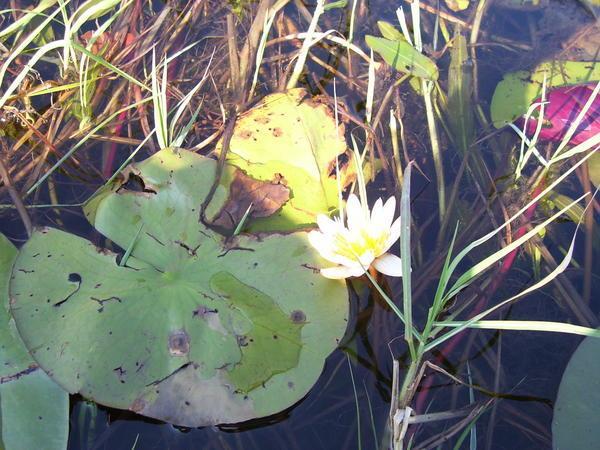 Water lilly