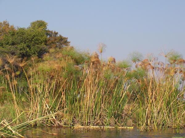 Papyrus - Okavango Delta