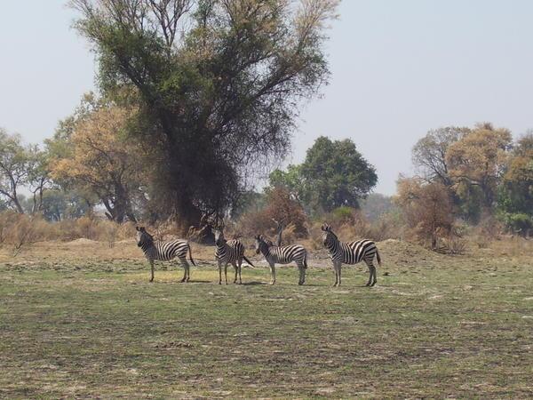  Zebras - Okavango Delta