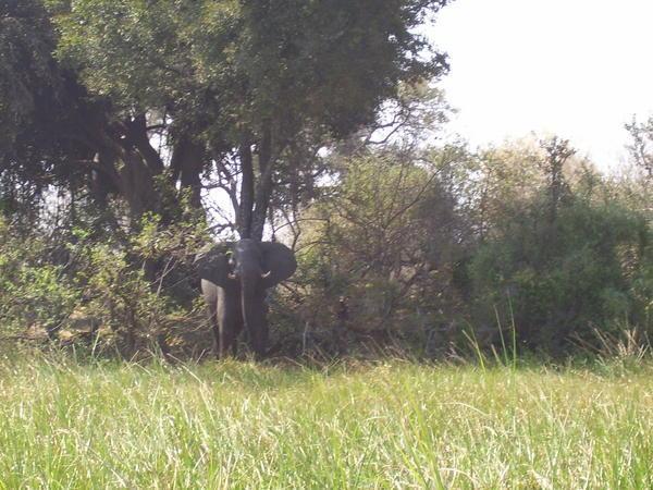  Elephant - Okavango Delta