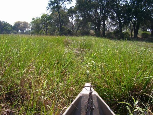 Lost in the reeds- Okavango Delta