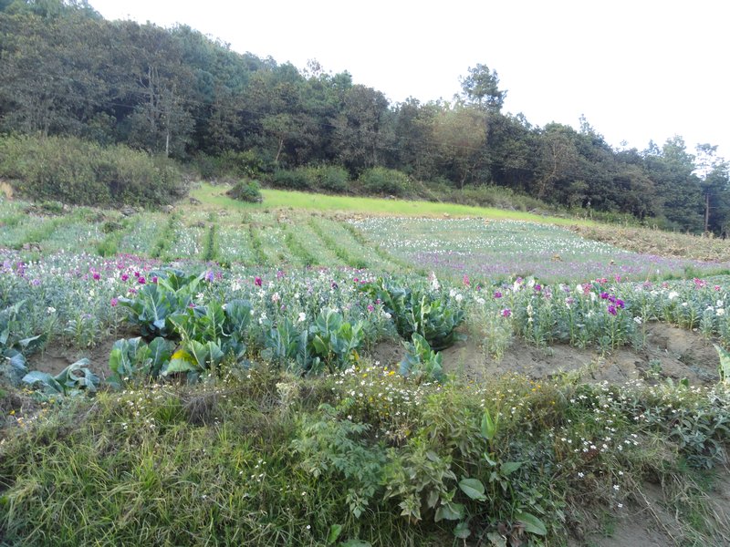 Flower Field on the hike to Los Vahos