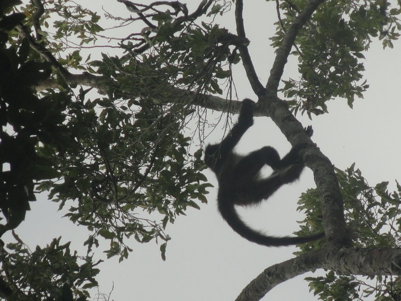 5 little monkeys swinging from a tree...