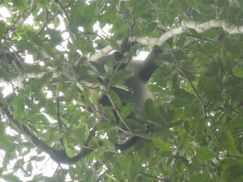 5 little monkeys swinging from a tree...