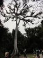cool tree in Tikal