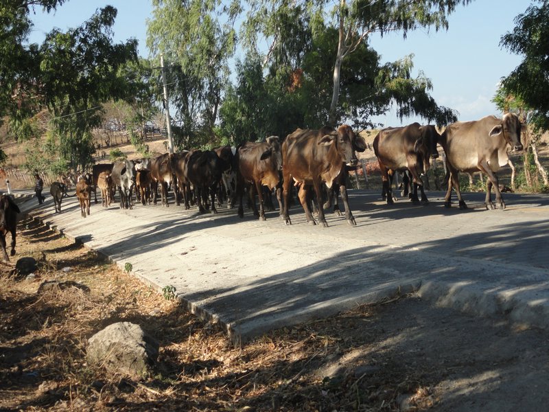 Stampede of cows that nearly ran me over while waitng for a bus