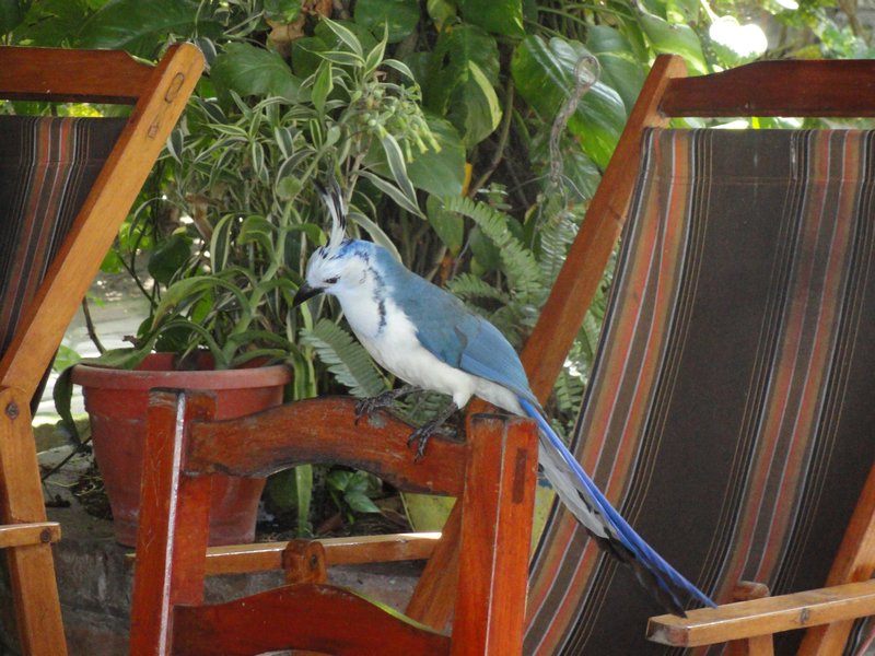 Blue Magpie