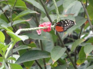 Butterfly garden in Montezuma Costa Rica