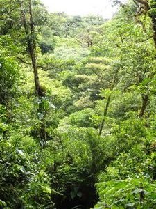 Monte Verde Preserve