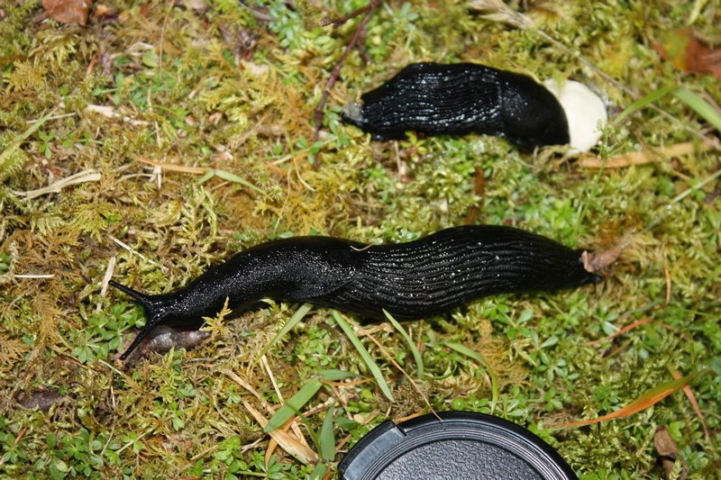 GIANT slugs at the Gorge