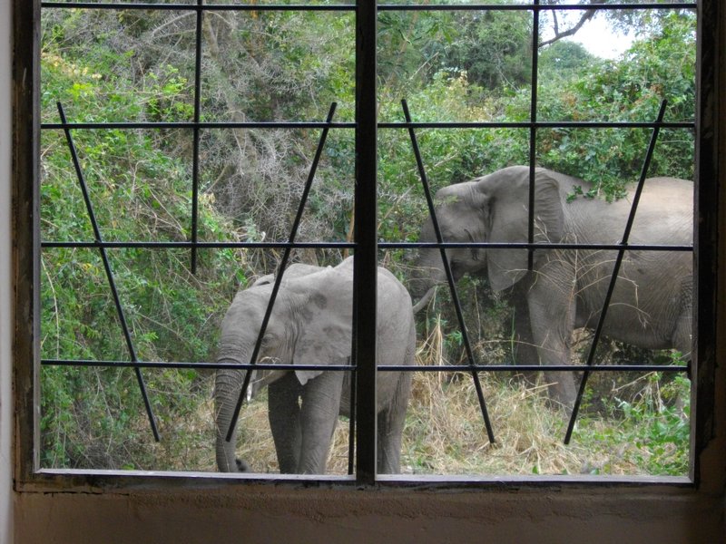 Elephants outside the doc's lodge