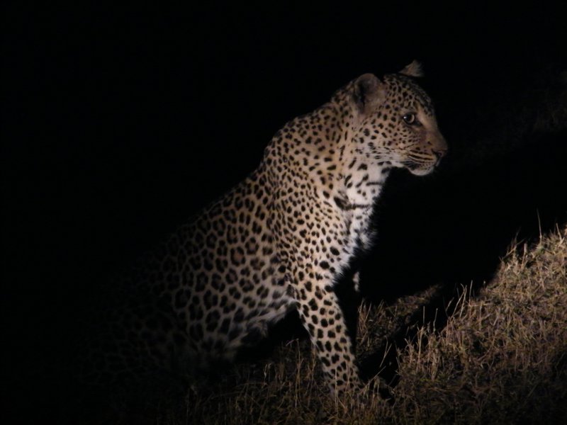 Leopard sighting