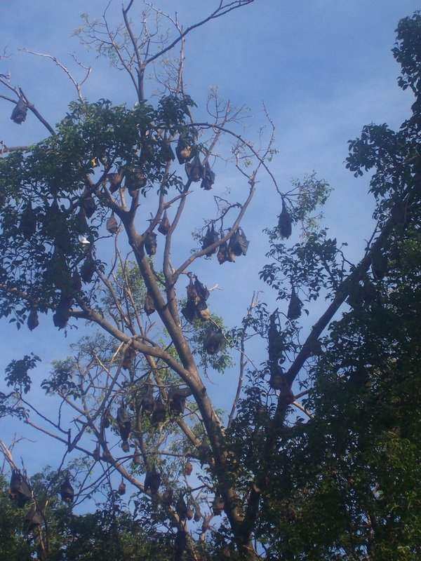 Bat filled tree