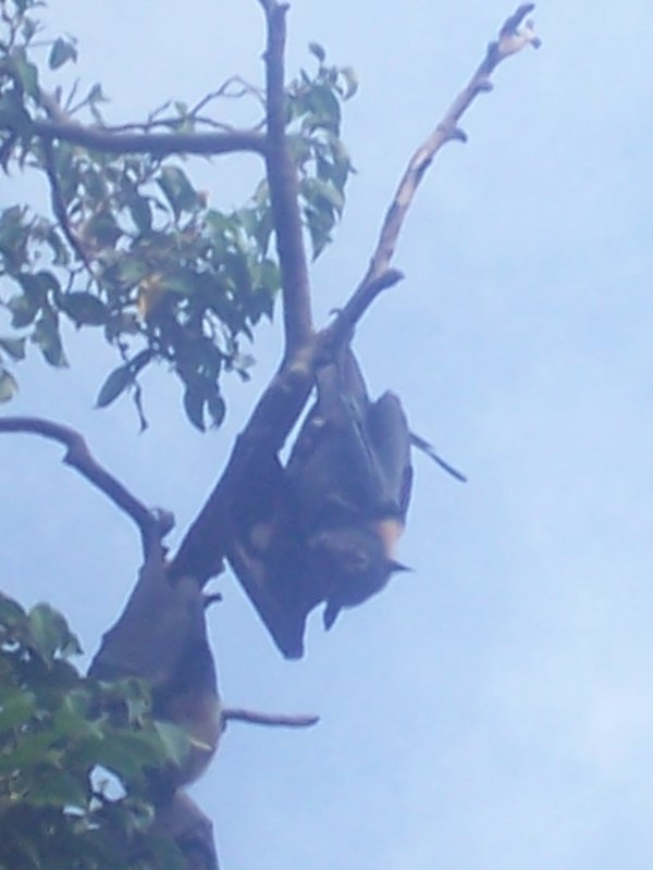 Australian bats