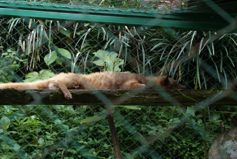Luwak Katze ... wer kennt die Geschichte des OKA?