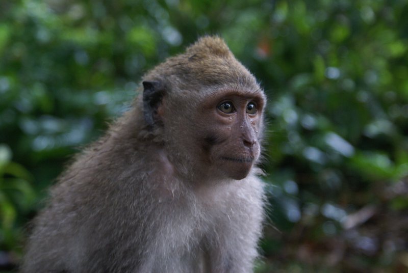 Magda's haariger Freund aus dem Monkeyforest