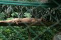 Luwak Katze ... wer kennt die Geschichte des OKA?