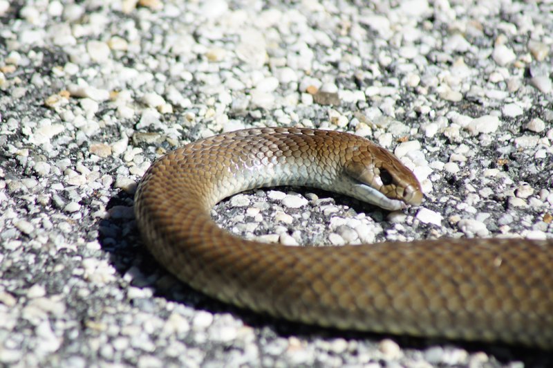 Brown King Snake
