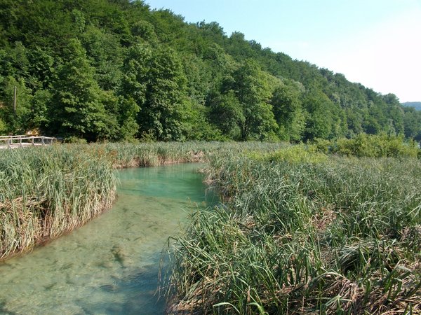 Reed Lake of Plitvice