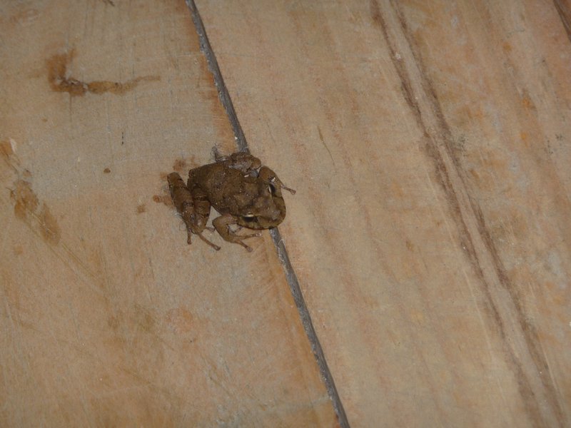 Frog in our room