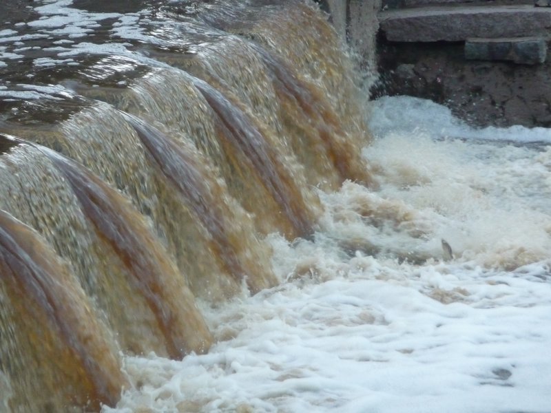 5 Small fish were leaping up this weir