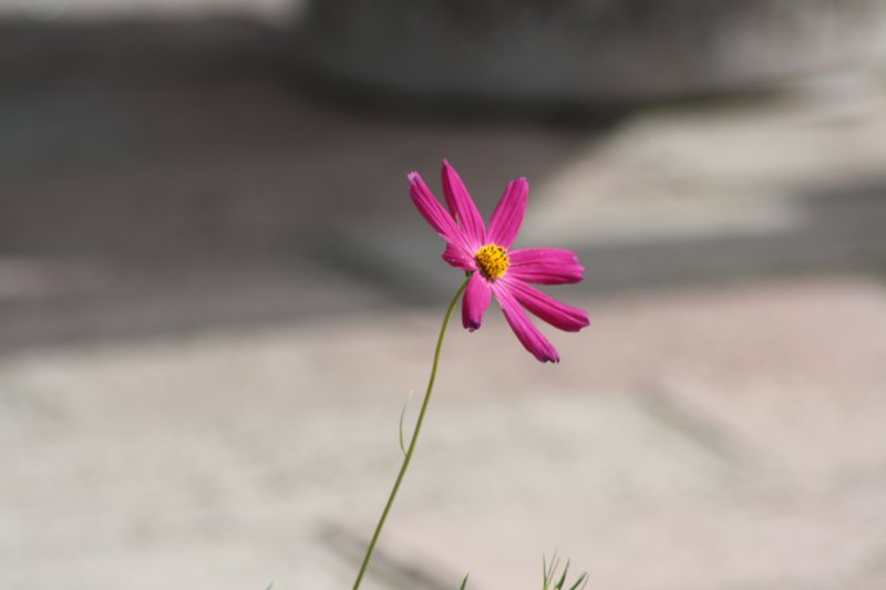 A flower amongst the concrete