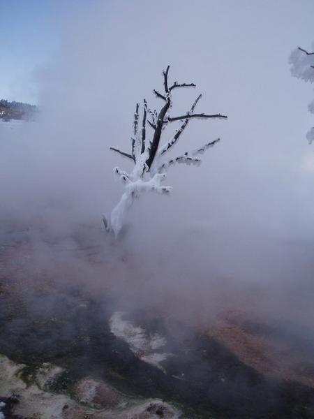 A Steamed Snow Tree.