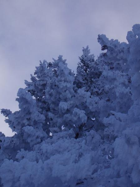 Frozen Snow trees