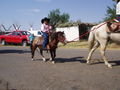Little cowboy on a little horse.