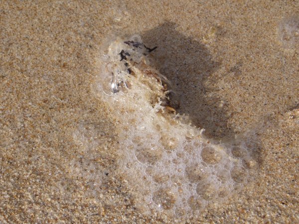Sand, Seaweed, and Foam