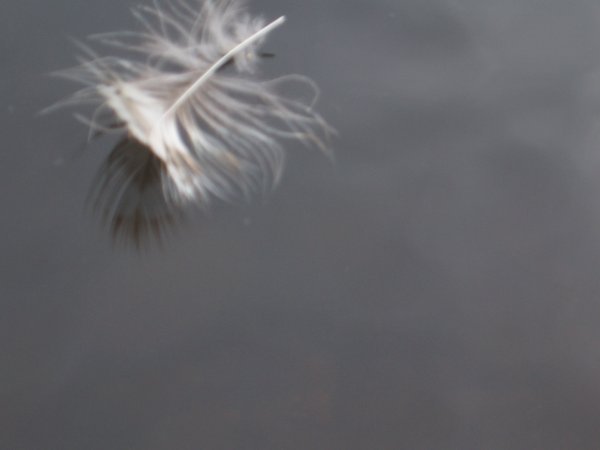 Feather and Water