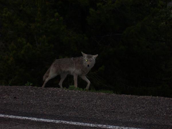 Coyote's in West Thumb