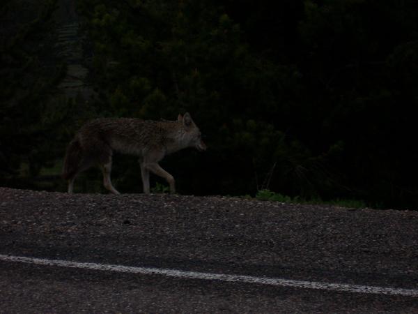 Coyote Slinking Away