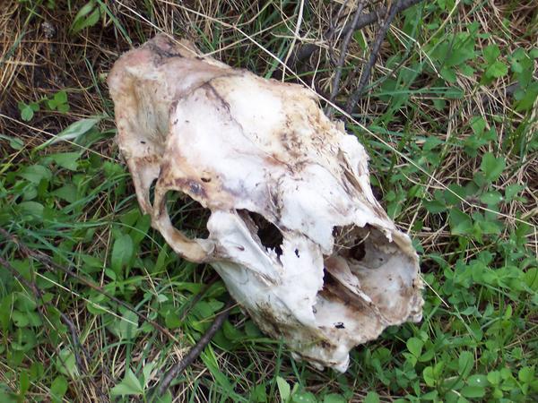 Day1: Elk Skull