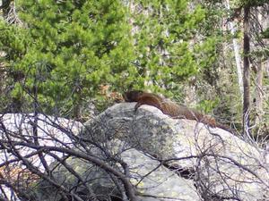 Day2: Resting Marmot