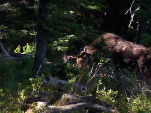 Day3: Bull Moose