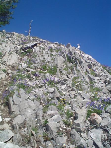 Flowers and Rocks