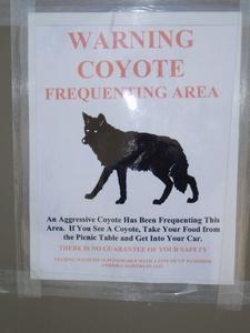 Angry Coyote